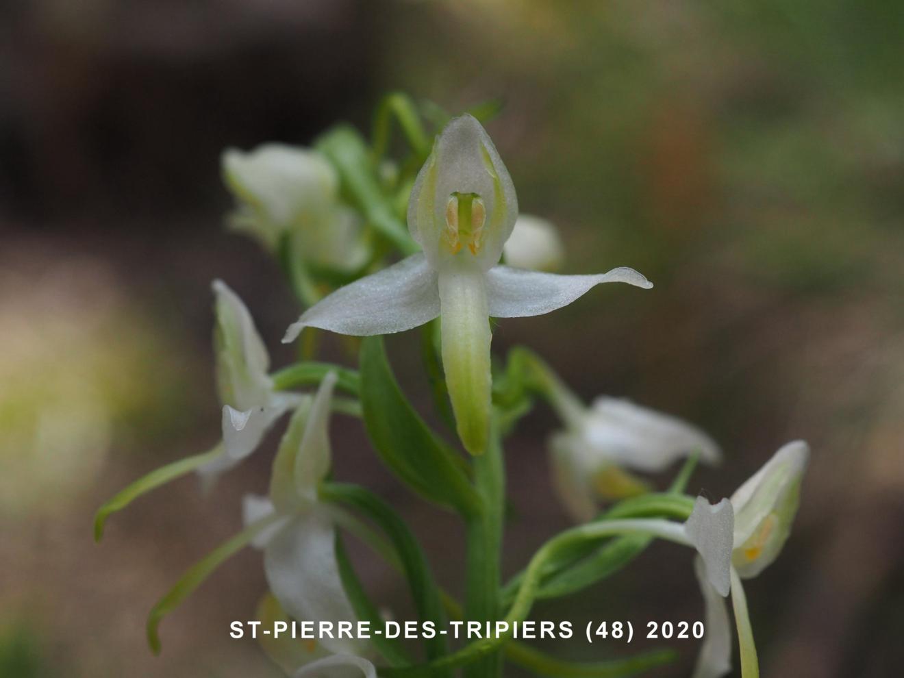 Orchid, Lesser Butterfly